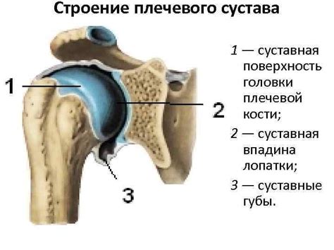 Суставы плечевого пояса: