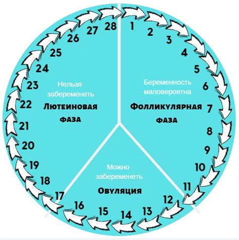 Суть первой фазы цикла