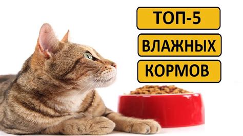 Сухие корма для кошек