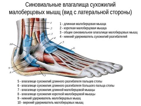 Сухожилие: определение и структура