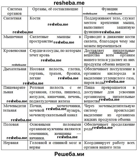 Сухожилие в биологии 8 класс: основные понятия и функции