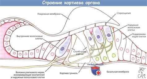 Сущность кортиевого органа