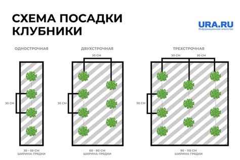 Схема посадки и правила ухода