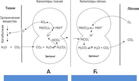 Схема связывания козла крючком