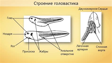 Сходство с рыбами в строении личинок