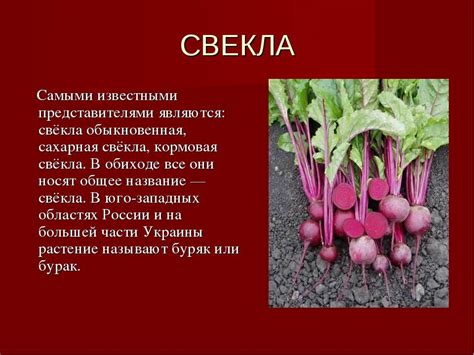 Схожие и отличия сахарной свеклы и красной свеклы