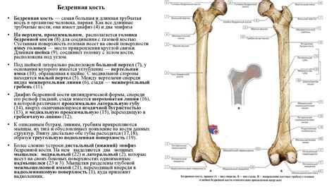 Таз и конечности