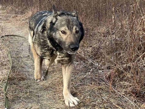 Тайна появления необычной собаки во дворе