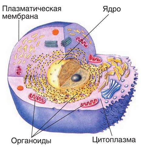 Тайны жизни в клетках организма