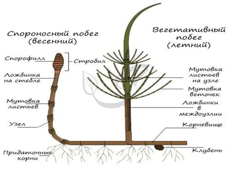 Твердость стебля