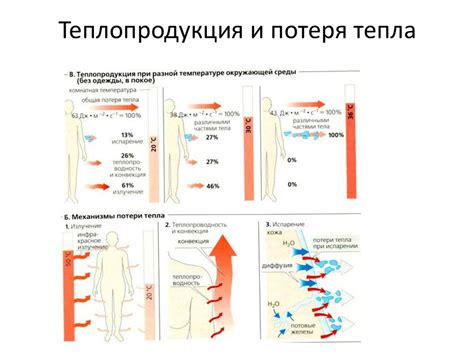 Теплоотдача организма