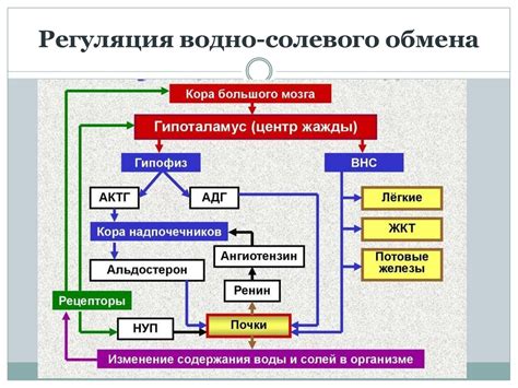 Термогалиновый и солевой компоненты