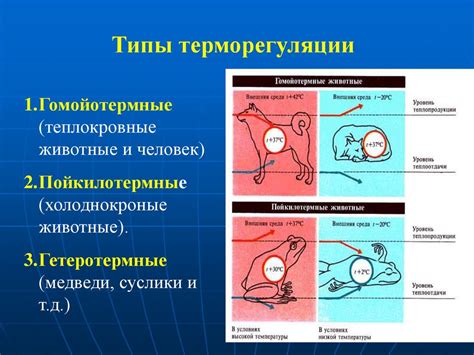 Терморегуляция