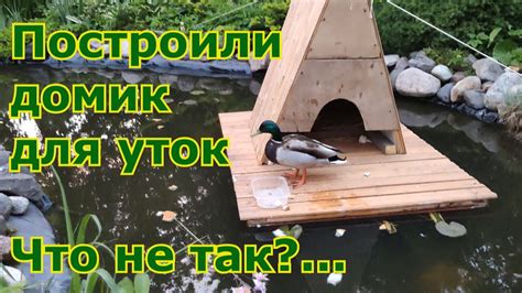 Тестирование ноутбука для уток