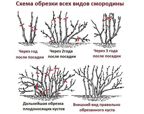 Техники обрезки смородины