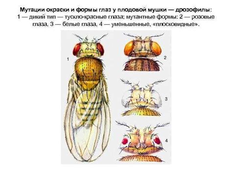 Техники окраски мушки