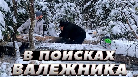 Техники поиска ясеня в зимнем лесу