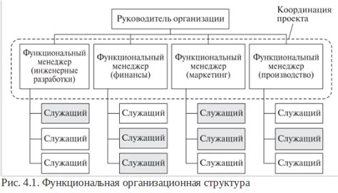 Тимус: анализ структуры и функций