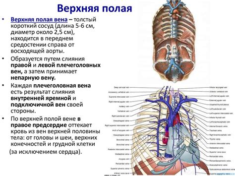 Типы кровообращения: системный и легочный