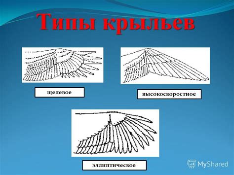 Типы крыльев