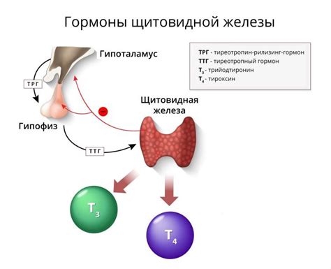 Тиреотропный гормон (ТТГ) у женщин: роль, значения и интерпретация