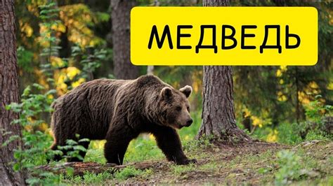 Толкование сна: медведь в доме