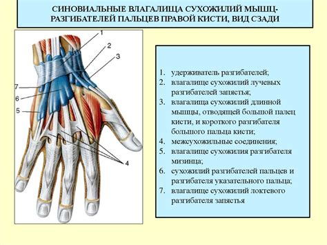 Тонкости связки бинтов на кисти и запястьях