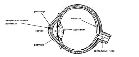 Травмы и их влияние на половинное зрение