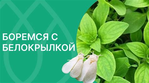 Традиционные методы избавления от чесотки