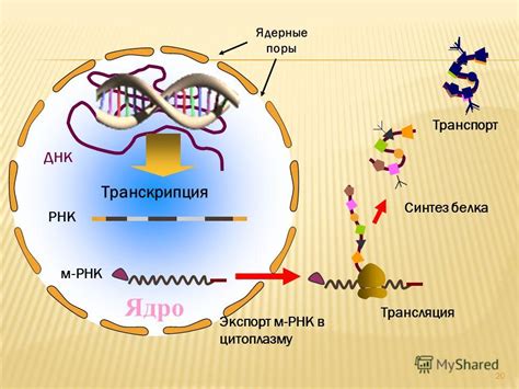 Трансляция и синтез белка на основе РНК