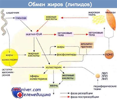 Транспортировка жирных кислот