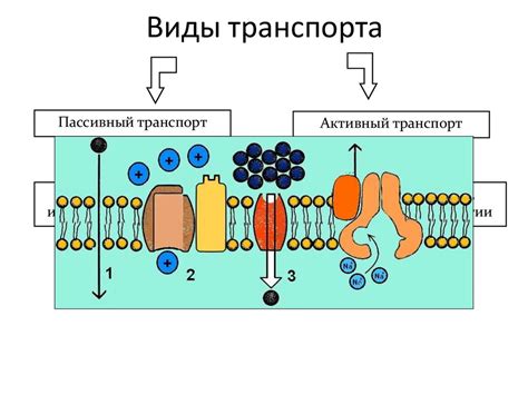 Транспорт через мембраны