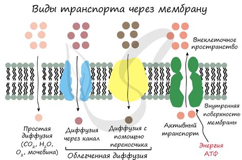 Транспорт через оболочку: ионы, молекулы и клеточная коммуникация