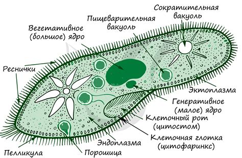 Трахейная система и ее значимость для дыхания инфузории туфельки