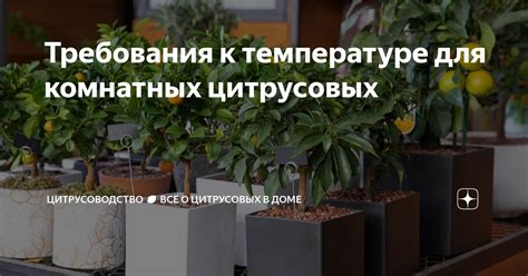 Требования к температуре для растений-лиан