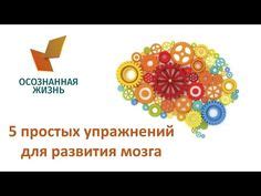 Тренировка мозга: эффективное оживление и развитие умственных способностей