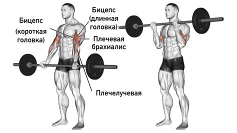 Тренировка с использованием гантелей и штанги