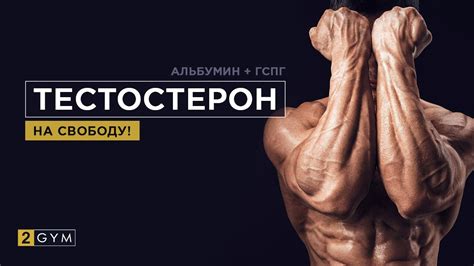 Тренировки и глобулин