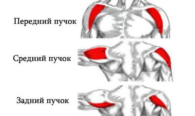 Тренируем задние и передние пучки мышц