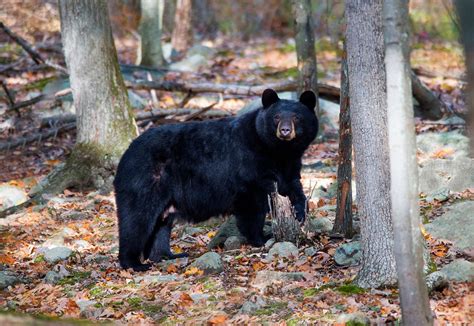 Третий вариант: black bear