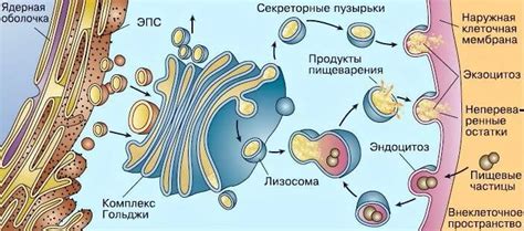 Третий этап: рисование аппарата Гольджи