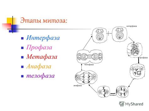 Третий этап митоза: анафаза