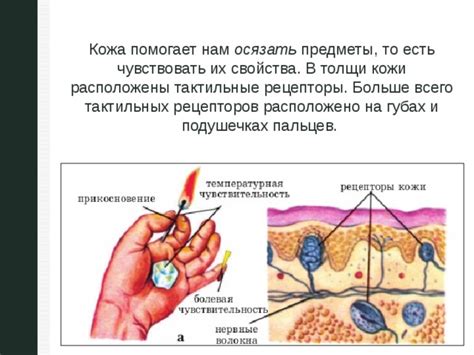 Три типа тактильных рецепторов