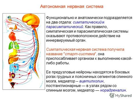 Трофическая функция вегетативной нервной системы и ее роль