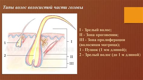 Тщательно разделяйте части волос