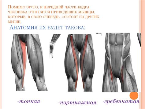 Тяготение передней бедра