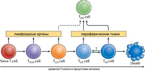 Т-лимфоциты и их вклад в защиту организма