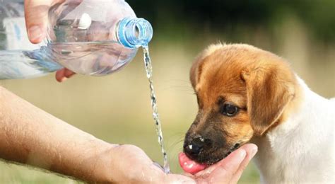 Убедитесь в чистоте воды, которую пьет собака