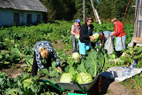 Уборка и сбор урожая