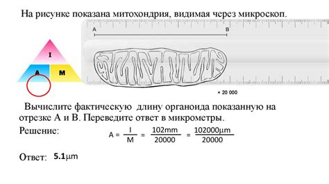 Увеличение объекта с использованием параметров